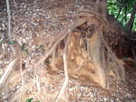 池ぶちにある、露出した木の根