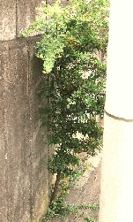 ピラカンサの花木