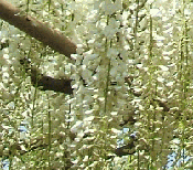 白藤の花のアップ