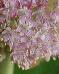 花 アリウム ギガンチウム 5月12日の花と花言葉 アリウムギガンチウム 魅る魅るガーデニング