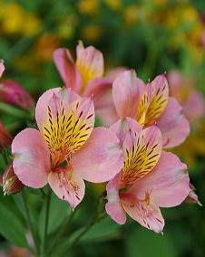 花 アルストロメリア 3月13日の花と花言葉 アルストロメリア 魅る魅るガーデニング