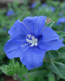 花 アメリカンブルー 7月6日の花と花言葉 アメリカンブルー 魅る魅るガーデニング