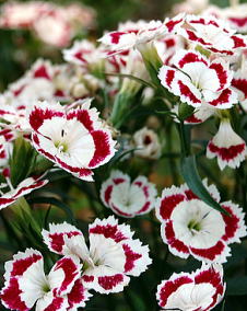 花 ダイアンサス 11月22日の花と花言葉 ダイアンサス 魅る魅るガーデニング