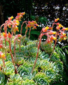 花 エケベリア 1月19日の花と花言葉 エケベリア 魅る魅るガーデニング