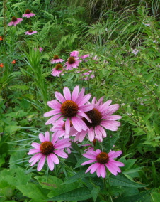 花 エキナセア 8月日の花と花言葉 エキナセア 魅る魅るガーデニング