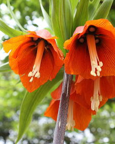 花 フリチラリア 3月11日の花と花言葉 フリチラリア 魅る魅るガーデニング