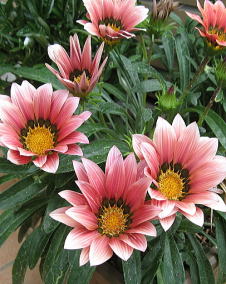 花 ガザニア 1月28日の花と花言葉 ガザニア 魅る魅るガーデニング