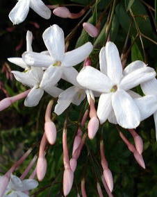 花 ハゴロモジャスミン 3月24日の花と花言葉 ハゴロモジャスミン 魅る魅るガーデニング
