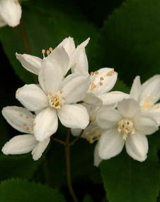 花 ヒメウツギ 5月19日の花と花言葉 ヒメウツギ 魅る魅るガーデニング