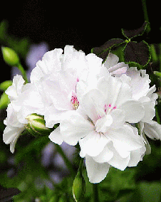 花 アイビーゼラニウム 11月26日の花と花言葉 アイビーゼラニウム 魅る魅るガーデニング