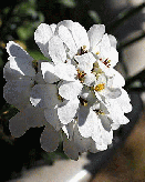 花 イベリス 3月15日の花と花言葉 イベリス 魅る魅るガーデニング