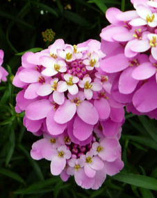 花 イベリス 3月15日の花と花言葉 イベリス 魅る魅るガーデニング