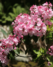 花 カルミア 3月21日の花と花言葉 カルミア 魅る魅るガーデニング