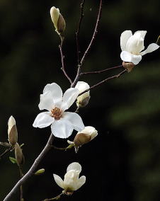 花 コブシ 2月6日の花と花言葉 コブシ 魅る魅るガーデニング