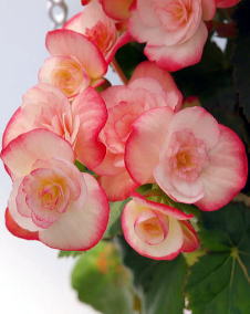 花 リーガースベゴニア 12月20日の花と花言葉 リーガースベゴニア 魅る魅るガーデニング