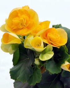 花 リーガースベゴニア 12月日の花と花言葉 リーガースベゴニア 魅る魅るガーデニング