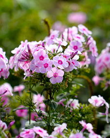 花 フロックス 3月16日の花と花言葉 フロックス 魅る魅るガーデニング