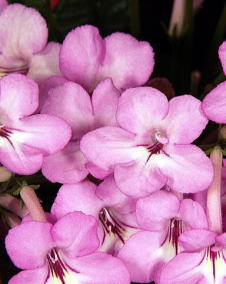 花 ストレプトカーパス 8月9日の花と花言葉 ストレプトカーパス 魅る魅るガーデニング