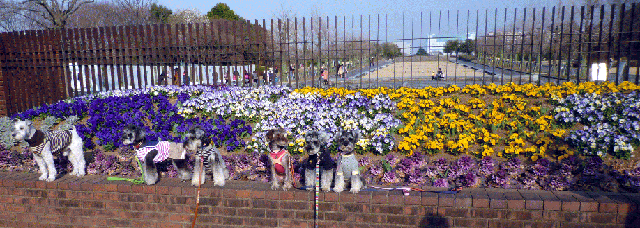 昭和記念公園のゲート前の花壇