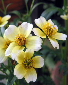 花 ウインターコスモス 11月27日の花と花言葉 ウインターコスモス 魅る魅るガーデニング