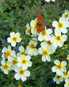 花 ウインターコスモス 11月27日の花と花言葉 ウインターコスモス 魅る魅るガーデニング